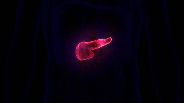 Human Internal Organ Pancreas Anatomy — Stock Photo, Image