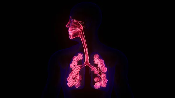 人类呼吸系统隆起与肺泡解剖 — 图库照片