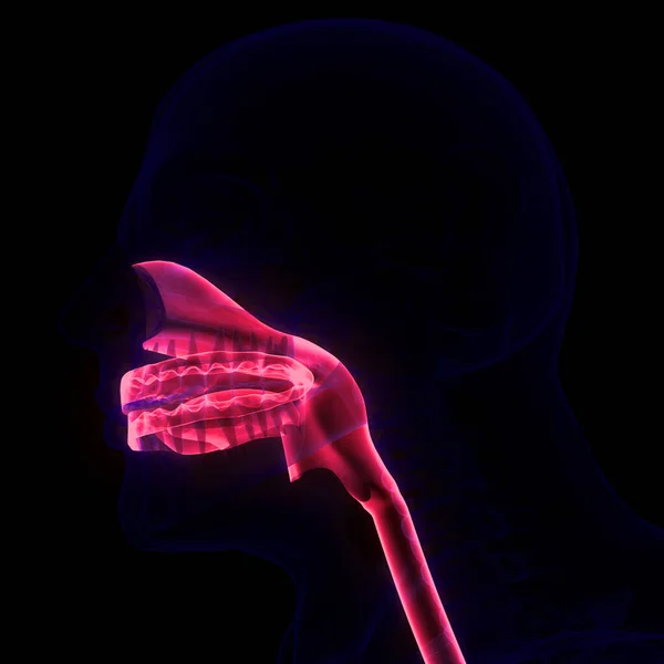 Nsan Sindirim Sistemi Ağız Anatomisi Boyut — Stok fotoğraf