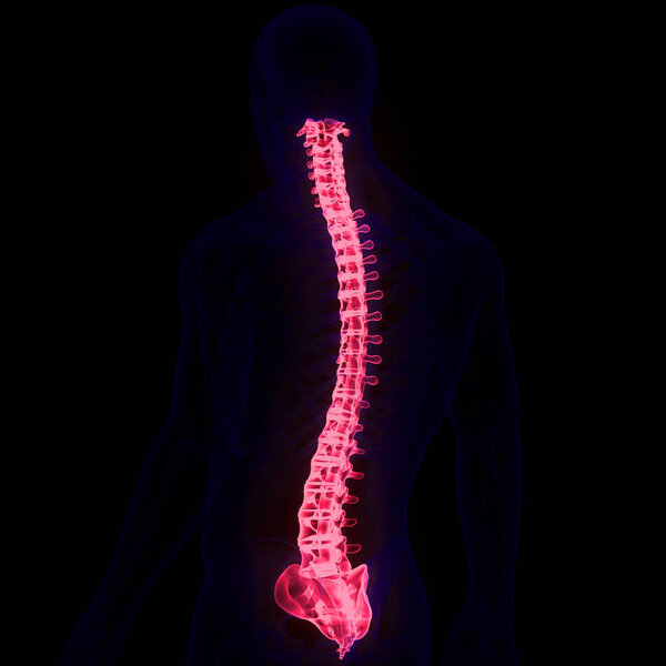 Spinal Cord Vertebral Column of Human Skeleton System Anatomy. 3D