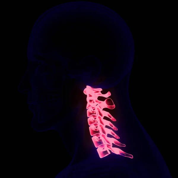 Σπονδυλική Στήλη Σπονδυλική Στήλη Σπονδυλική Στήλη Ανατομία Του Ανθρώπινου Σκελετού — Φωτογραφία Αρχείου
