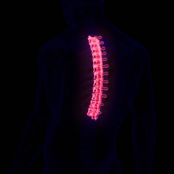 脊髄椎骨列人間の骨格系解剖学の胸部椎骨 — ストック写真