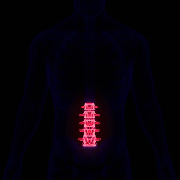 Spinal Cord Vertebral Column Lumbar Vertebrae of Human Skeleton System Anatomy. 3D