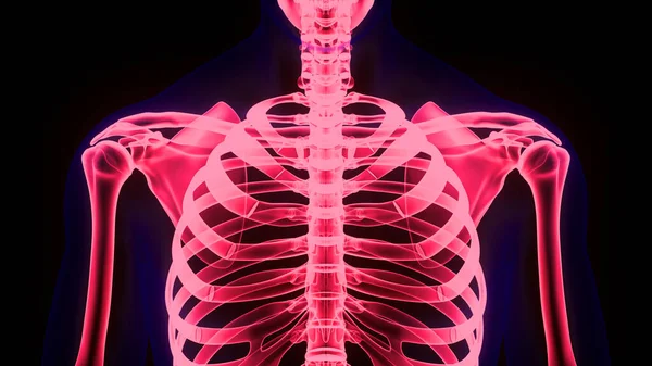 Human Skeleton System Rib cage Bone Joints Anatomy. 3D