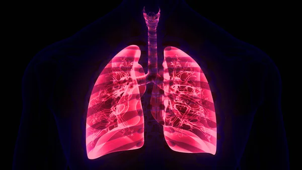 Anatomie Der Lungen Des Menschlichen Atemsystems — Stockfoto