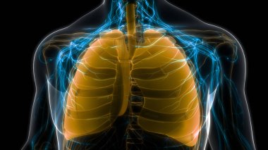 İnsan Solunum Sistemi Akciğerleri Anatomisi. Üç Boyut