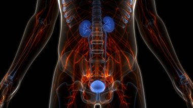 İdrar torbası anatomisi olan insan böbrekleri. Üç Boyut