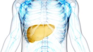 İnsan İç Sindirim Organı Anatomisi. Üç Boyut