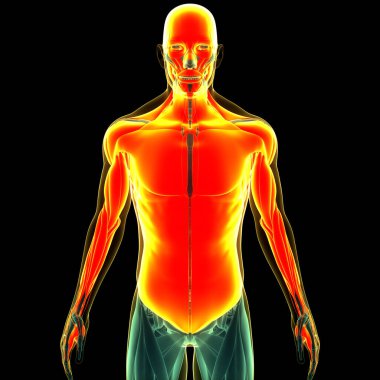 Human Muscular System Torso Muscles Anatomy. 3D