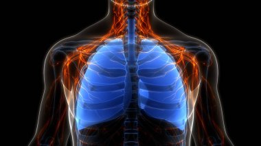 İnsan Solunum Sistemi Akciğerleri Anatomisi. Üç Boyut