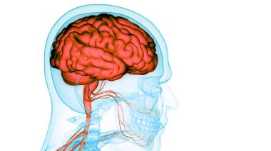 İnsan Merkezi Sinir Sistemi Beyin Anatomisi. 3d