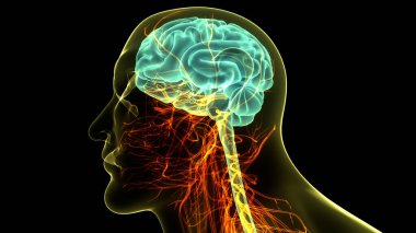 İnsan Merkezi Sinir Sistemi Beyin Anatomisi. 3d