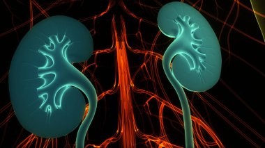 İdrar torbası anatomisi olan insan böbrekleri. Üç Boyut