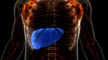 İnsan İç Sindirim Organı Anatomisi. Üç Boyut
