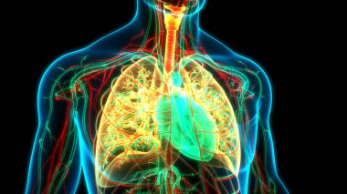 İnsan Dolaşım Sistemi Kalp Anatomisi. Üç Boyut