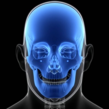 İnsan iskelet sistemi kafatası eklemi anatomisi. Üç Boyut