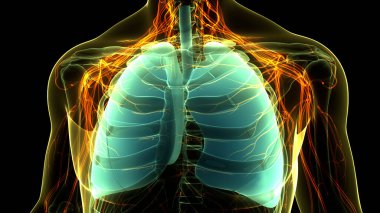 İnsan Solunum Sistemi Akciğerleri Anatomisi. Üç Boyut