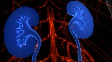 İdrar torbası anatomisi olan insan böbrekleri. Üç Boyut