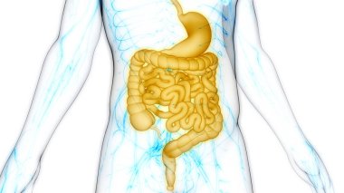 İnsan sindirim sistemi mide anatomisi. Üç Boyut