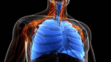 İnsan Solunum Sistemi Akciğerleri Anatomisi. Üç Boyut