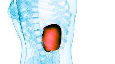 Pankreas ve safra kesesi anatomisi olan insan iç sindirim organı karaciğeri. Üç Boyut