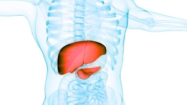 Pankreas ve safra kesesi anatomisi olan insan iç sindirim organı karaciğeri. Üç Boyut