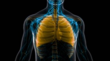 İnsan Solunum Sistemi Akciğerleri Anatomisi. Üç Boyut