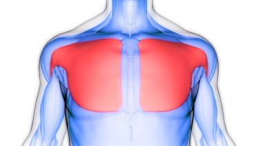 İnsan Kas Sistemi Gövde Kasları Göğüs Kasları Anatomisi. Üç Boyut