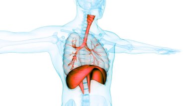 Diyafram anatomisi olan insan solunum sistemi akciğerleri. Üç Boyut