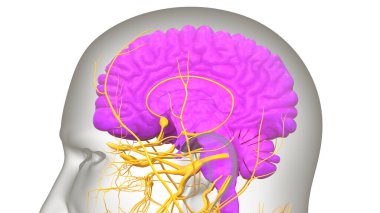 İnsan Merkezi Sinir Sistemi Beyin Anatomisi. 3d
