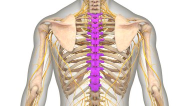 İnsan İskelet Sistemi Anatomisi 'nin Omurilik Kolonu Thorasic Omurgası. Üç Boyut