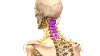 Omurilik Anatomisi (Servikal Omurga). 3D - Görüntü