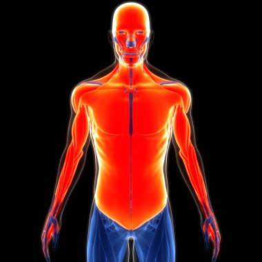 Human Muscular System Torso Muscles Anatomy. 3D