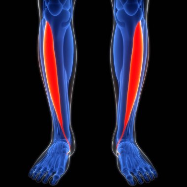 İnsan Kas Sistemi Bacak Kasları Tibialis Anterior Kas Anatomisi. Üç Boyut