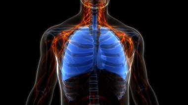 İnsan Solunum Sistemi Akciğerleri Anatomisi. Üç Boyut