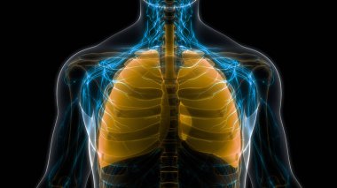 İnsan Solunum Sistemi Akciğerleri Anatomisi. Üç Boyut