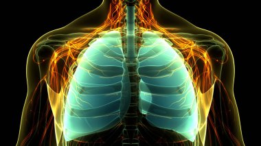 İnsan Solunum Sistemi Akciğerleri Anatomisi. Üç Boyut