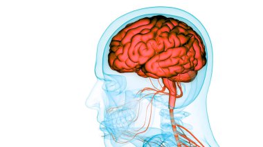 İnsan Merkezi Sinir Sistemi Beyin Anatomisi. 3d