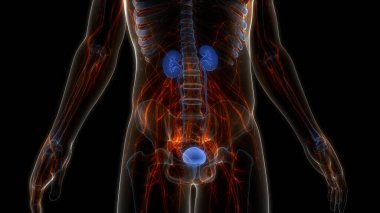 İdrar torbası anatomisi olan insan böbrekleri. Üç Boyut
