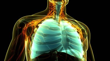 İnsan Solunum Sistemi Akciğerleri Anatomisi. Üç Boyut