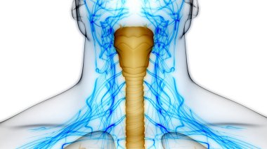 İnsan Solunum Sistemi Larinks ve Gırtlak Anatomisi. Üç Boyut