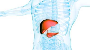 Pankreas ve safra kesesi anatomisi olan insan iç sindirim organı karaciğeri. Üç Boyut