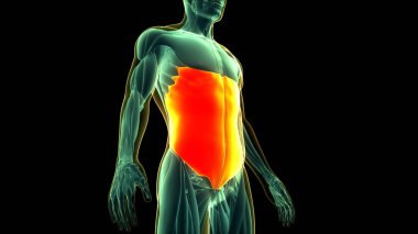 İnsan Kas Sistemi Gövde Kasları Dış Oblique Anatomisi. Üç Boyut