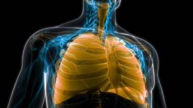 İnsan Solunum Sistemi Akciğerleri Anatomisi. Üç Boyut