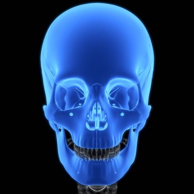 İnsan iskelet sistemi kafatası eklemi anatomisi. Üç Boyut