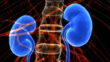 İnsan İdrar Sistemi Böbrekleri. Üç Boyut