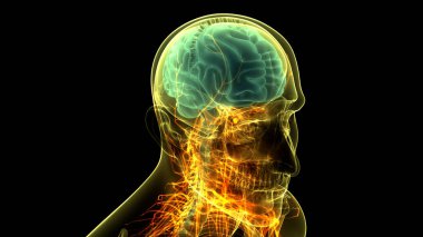 İnsan Merkezi Sinir Sistemi Beyin Anatomisi. 3d