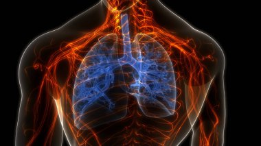İnsan Solunum Sistemi Akciğerleri Anatomisi. Üç Boyut