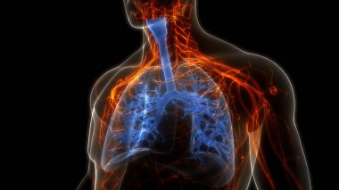 İnsan Solunum Sistemi Akciğerleri Anatomisi. Üç Boyut