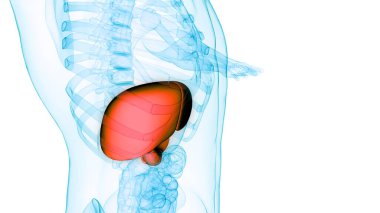 İnsan İç Sindirim Organı Anatomisi. Üç Boyut